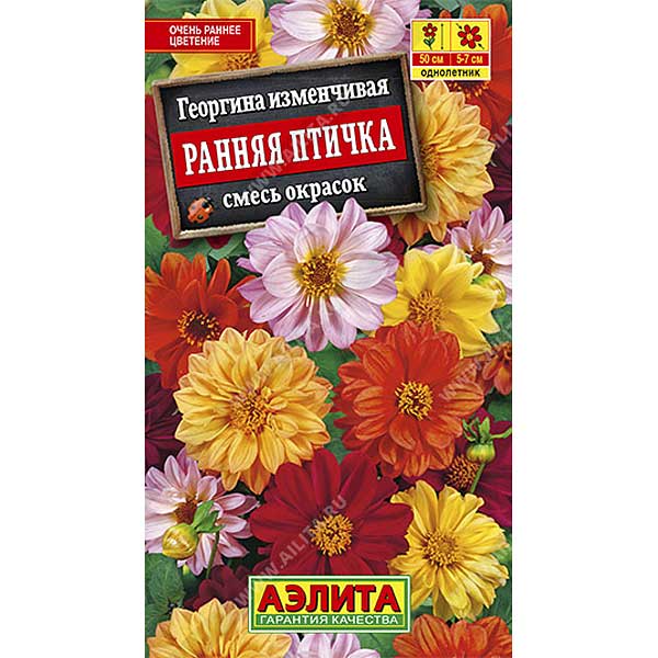 Георгин Ранняя птичка смесь Аэлита Ц 
