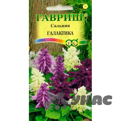 Сальвия Галактика Гавриш Ц 