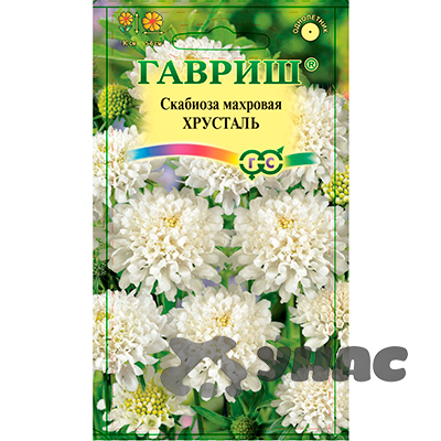 Скабиоза Хрусталь Гавриш Ц 