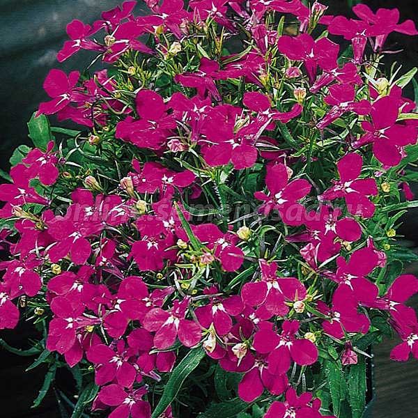 Лобелия Ривьера Роуз Поиск Ц 