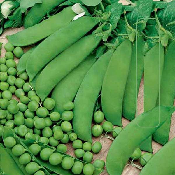 Горох Амброзия 1кг Поиск