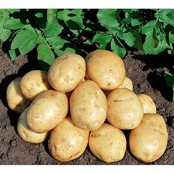 Гала картофель купить описание сорта. Сорт Гала. Картофель Гала. Семенной картофель Гала. Картошка сорт Гала.