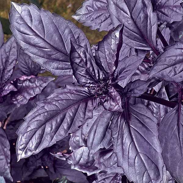 Базилик Философ НК Ц