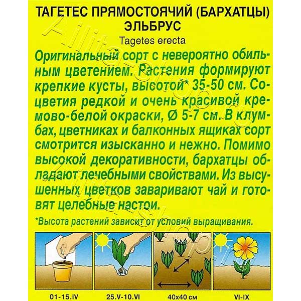 Бархатцы Эльбрус Аэлита Ц 