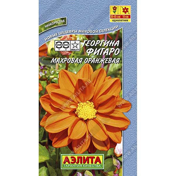 Георгин Фигаро оранж махр. Аэлита Ц 