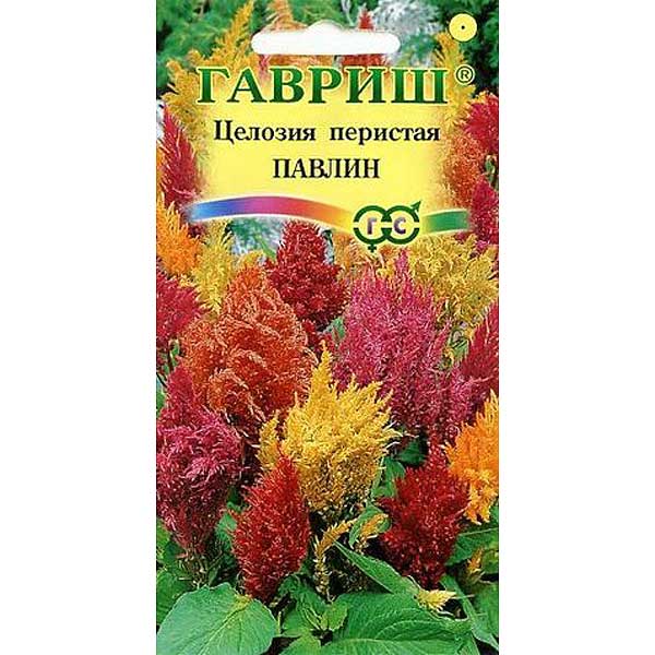 Целозия Павлин перистая Гавриш Ц 