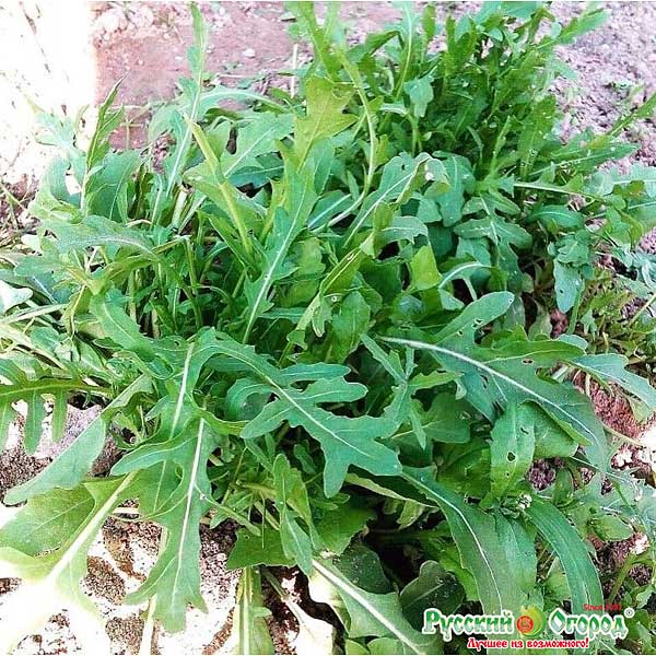 Рукола Корсика НК Ц