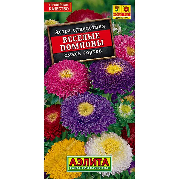 Астра Веселые помпоны Аэлита Ц 