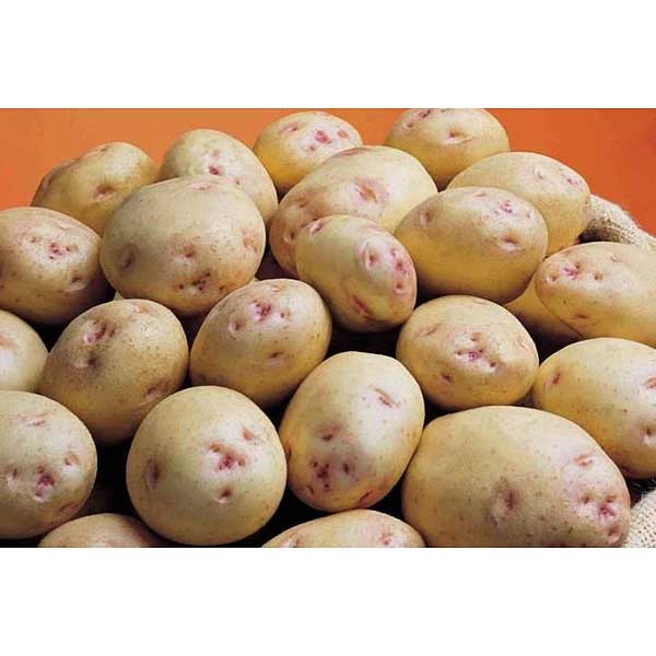 Картофель семенной Синеглазка 2016 СЭ 2кг +/-5% (цена за 10 сеток) Москва