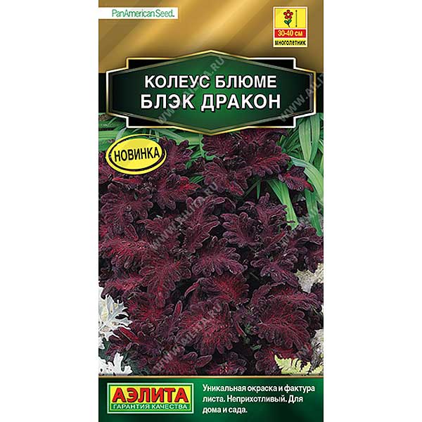 Колеус блюме Блэк дракон Аэлита Ц 