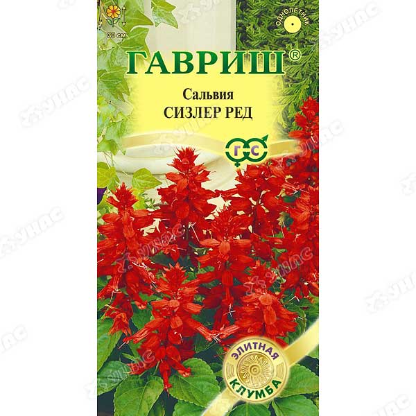 Сальвия Сизлер Ред Гавриш Ц 