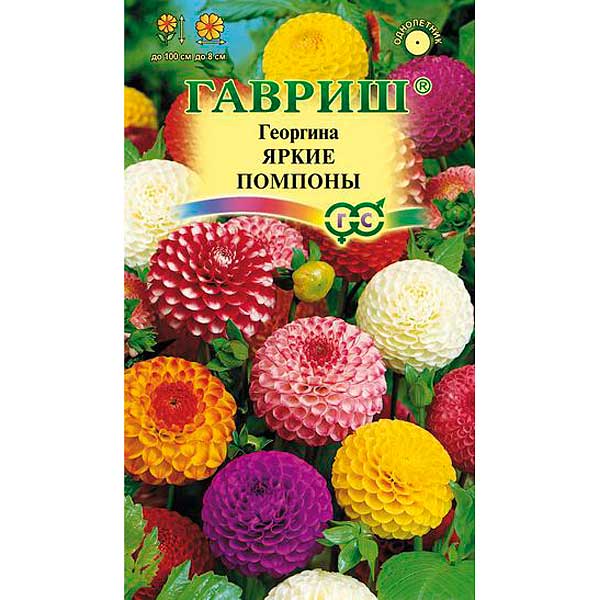 Георгин Яркие помпоны Гавриш Ц 