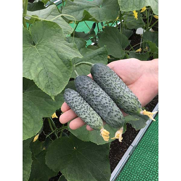 Огурец Бьерн 500шт EZ