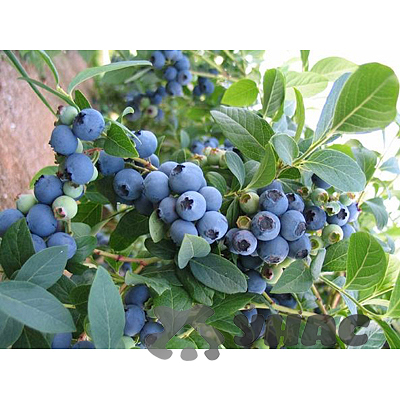 Голубика Блюкроп Аэлита