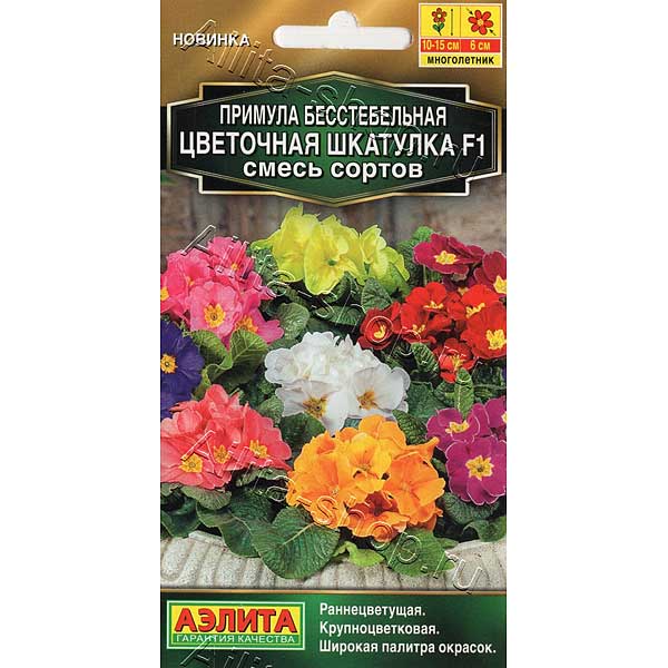 Примула Цветочная шкатулка Аэлита Ц 