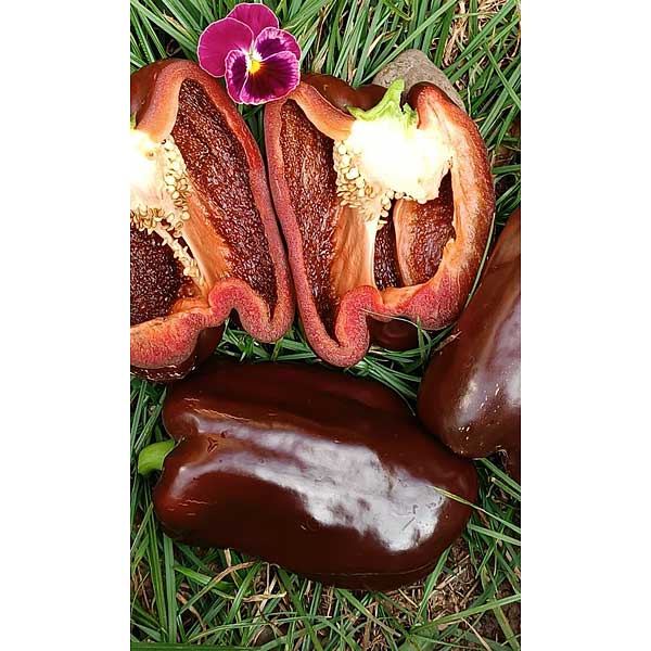 Семена Перец Гигант шоколадный Марс Ц