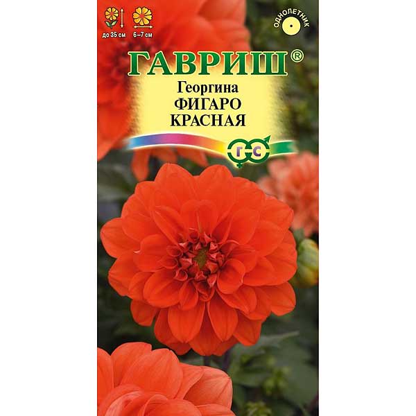 Георгин Фигаро красная Гавриш Ц 