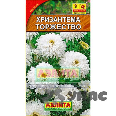 Хризантема Торжество букетная Аэлита Ц 