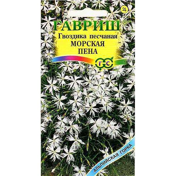 Гвоздика песчаная Морская пена Гавриш Ц 