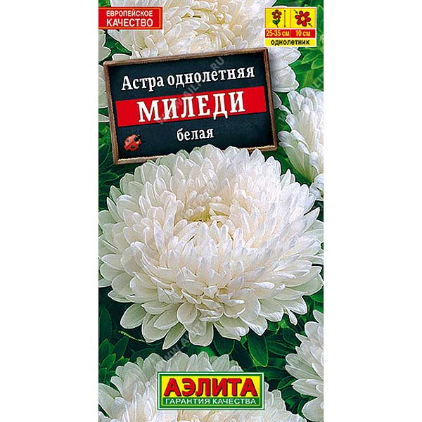 Астра Миледи белая Аэлита Ц 