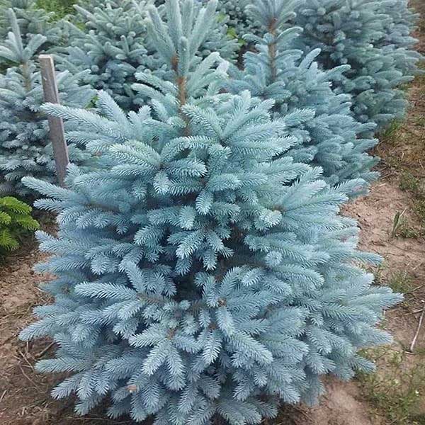 9340 Ель Picea Pungens Glauca Majestic Blue P9 ,шт Садовита