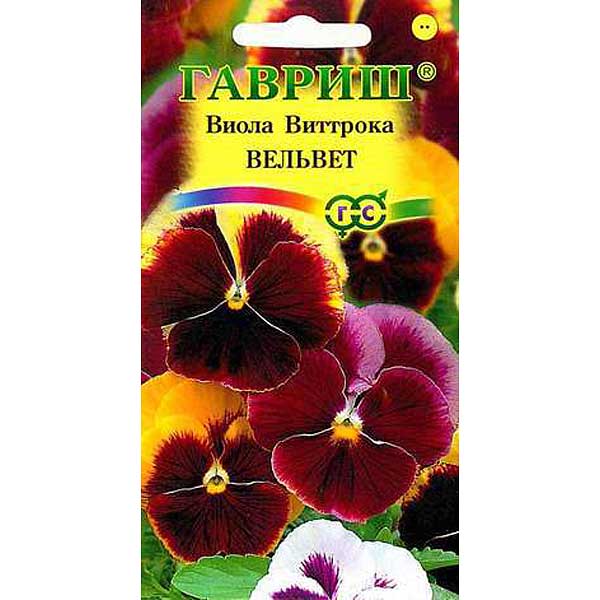 Виола Виттрока Вельвет смесь Гавриш Ц 