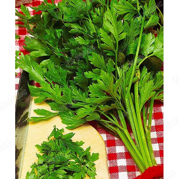 Петрушка Итальянский гигант Каприс