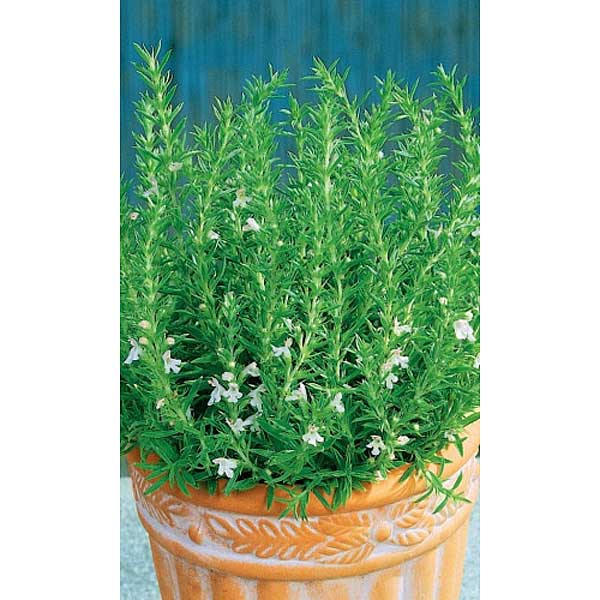 Чабер Пикник Марс Ц