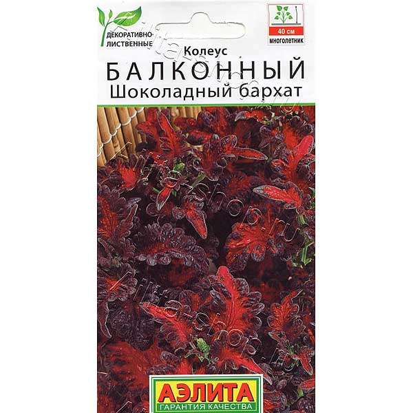 Колеус Шоколадный бархат Аэлита Ц 