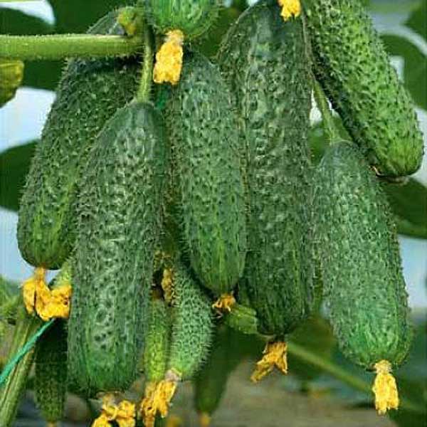 Огурец Страж F1 500шт YT