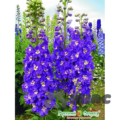 Дельфиниум Король Артур НК Ц 