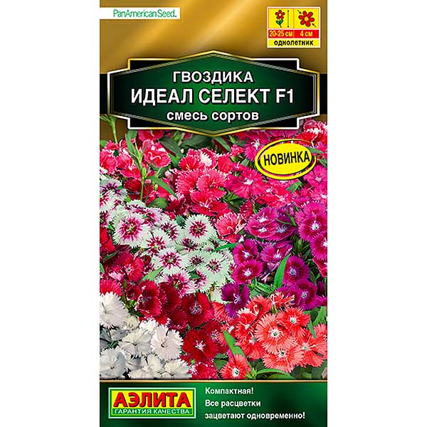 Гвоздика Идеал селект Аэлита Ц 