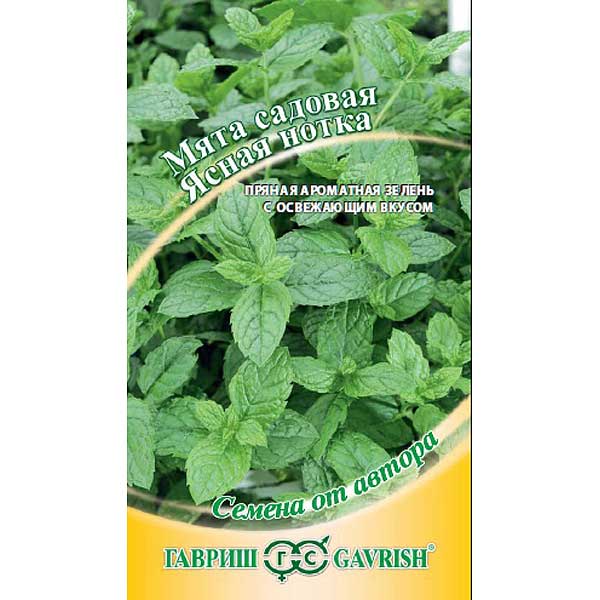 Мята садовая Ясная нотка Гавриш Ц