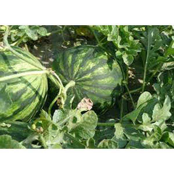 Семена Арбуз Кустовой Марс Ц