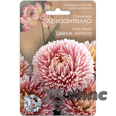Астра Хризантелла Цветок лотоса Биотехника Ц 