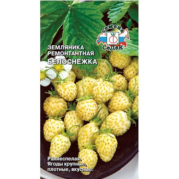 Земляника Белоснежка Седек Ц