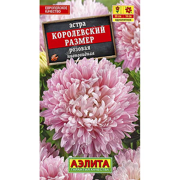 Астра Королевский размер розовая Аэлита Ц 