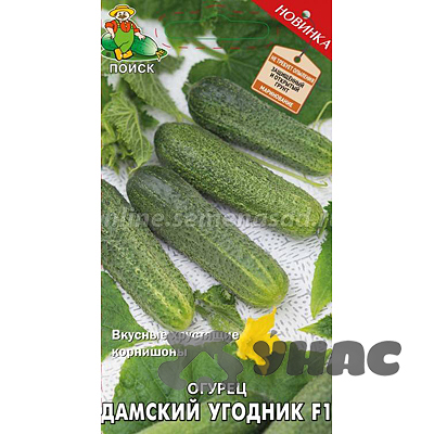 Огурец Дамский Угодник Поиск Ц