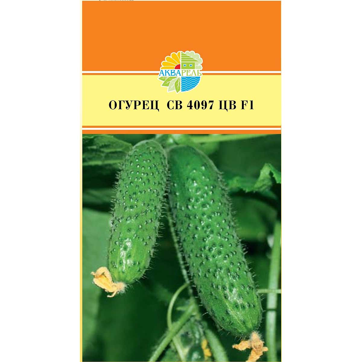Огурец cv4097. Огурец 4097 f1. Сорт огурцов sv4097cv. Семена огурца 4097. Огурец св 4097 описание.