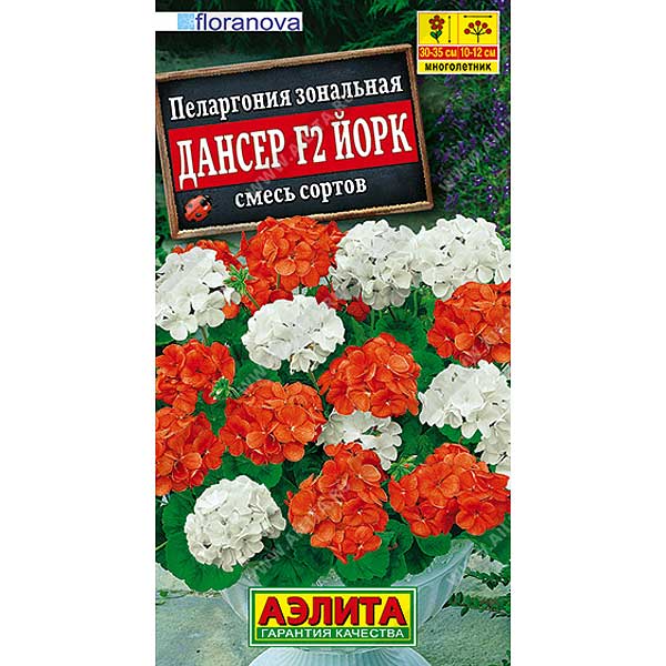 Пеларгония Дансер Йорк Аэлита Ц 