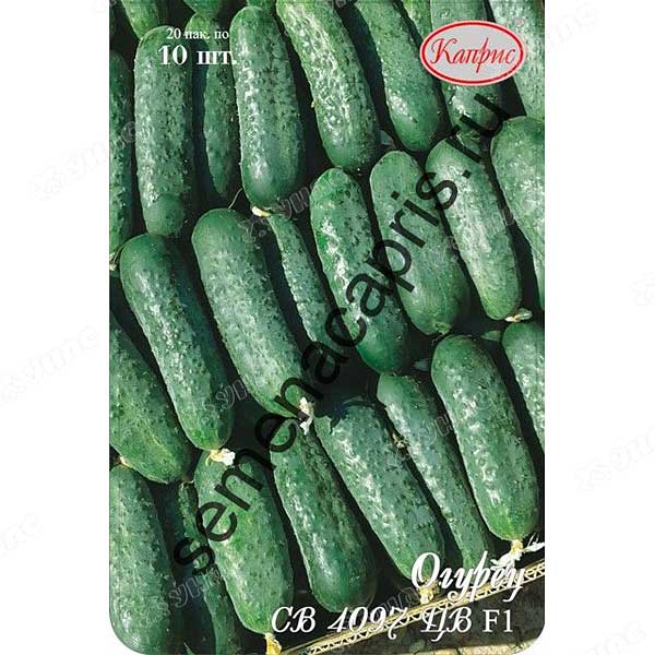 Огурец СВ 4097 (Нидерланды) Каприс
