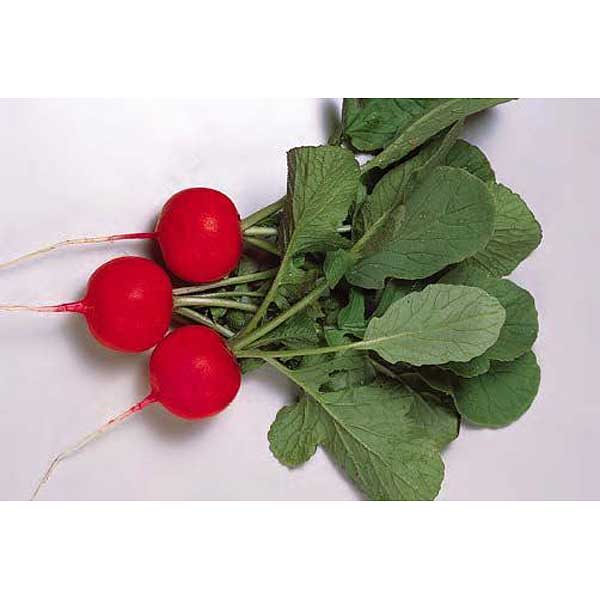 Редис Глориет F1 10`000шт SAKATA