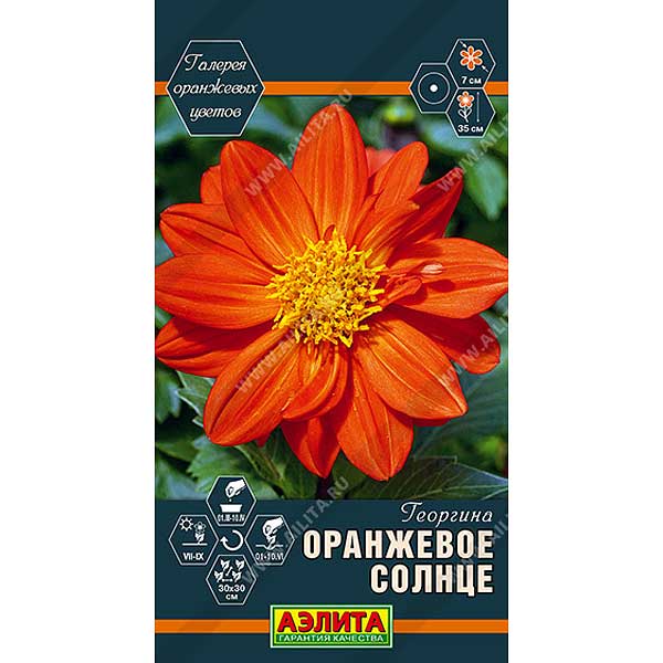 Георгин Оранжевое Солнце Аэлита Ц 