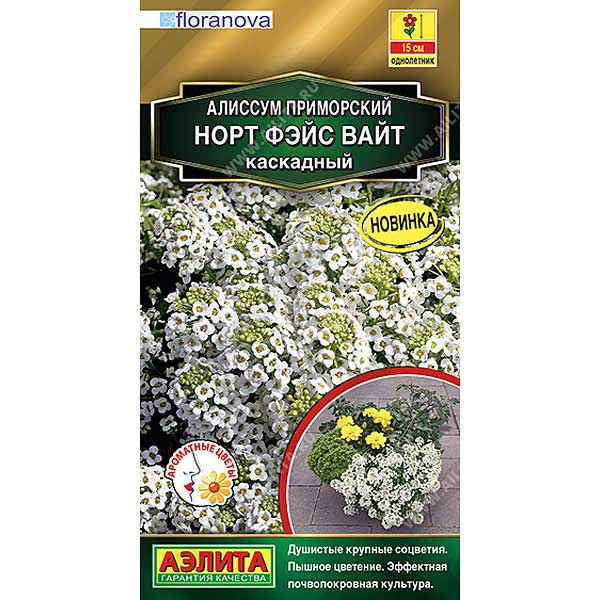 Алиссум Норт фэйс вай Аэлита Ц 