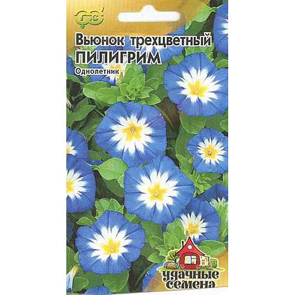 Вьюнок Трехцветный Пилигрим Удачные Семена Гавриш Ц 