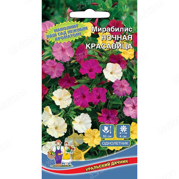 Мирабилис Ночная Красавица Марс Ц 