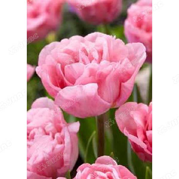 Виола Оранжевое пламя Аэлита Ц 