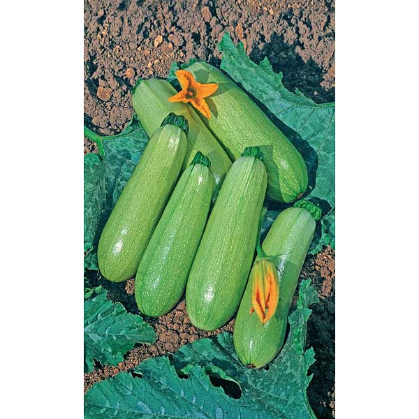 Семена Кабачок Бизнес класс цуккини Марс Ц