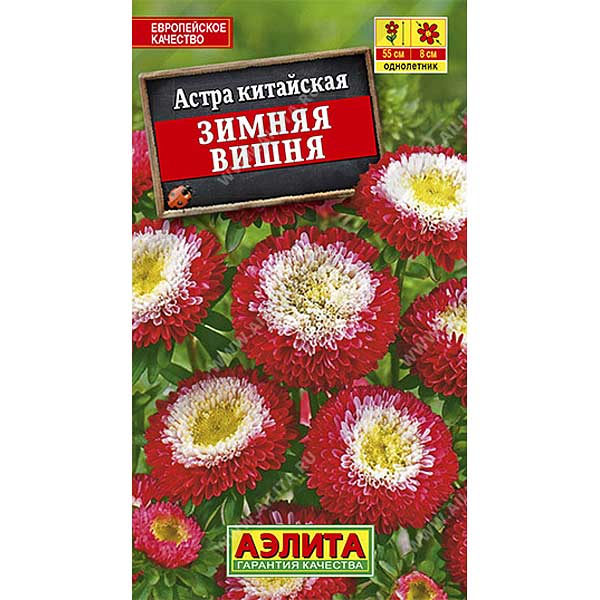 Астра Зимняя вишня Аэлита Ц 