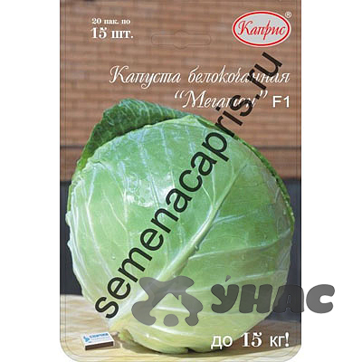 Капуста Мегатон (Нидерланды) Каприс